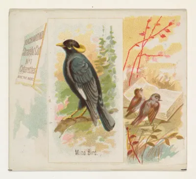 Mino Bird, from the Song Birds of the World series (N42) for Allen & Ginter Cigarettes