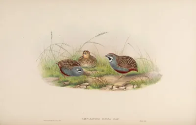 Minute Quail
