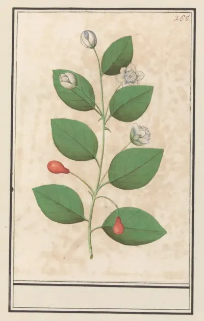 Mirtefamilie (Myrtaceae)