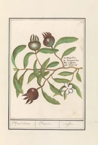 Mispel (Mespilus germanica)