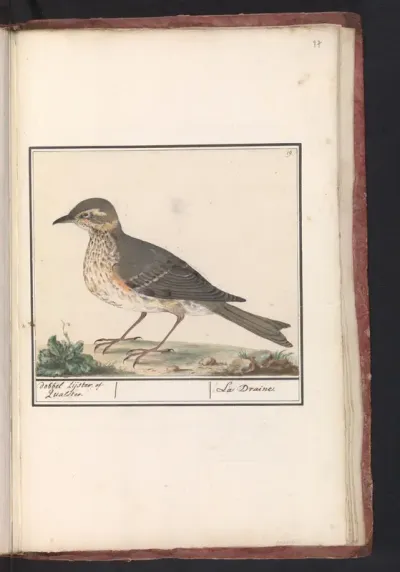 Mistle Thrush