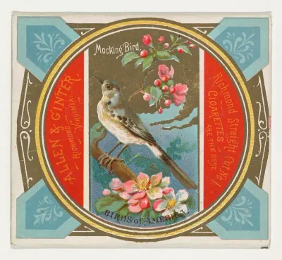 Mockingbird, from the Birds of America series (N37) for Allen & Ginter Cigarettes