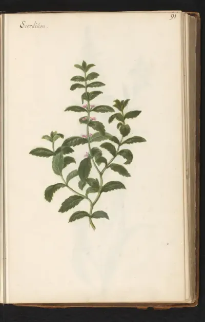 Moerasgamander (Teucrium scordium)