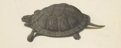 Moerasschildpad