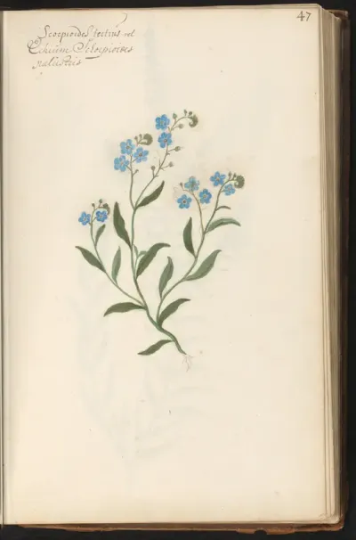 Moerasvergeet-mij-nietje (Myosotis scorpioides)