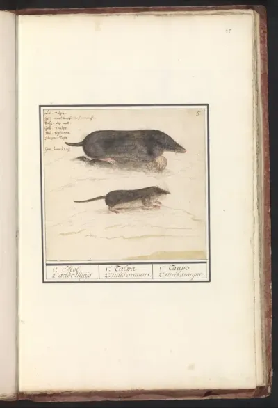 Mole (Talpaeuropaea) and Shrew-mouse 
(Soricidae)