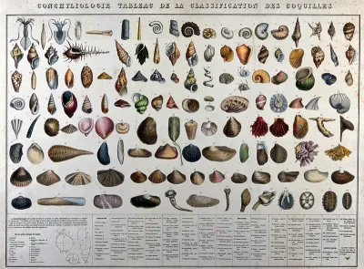 Mollusc shells: classification chart showing 132 varieties, with a diagram below outlining details of the three main shapes