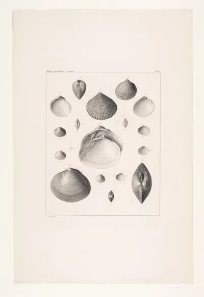 Mollusca grøndlandia, tavle I