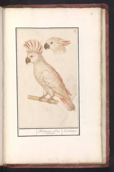 Molukkenkaketoe (Cacatua moluccensis)