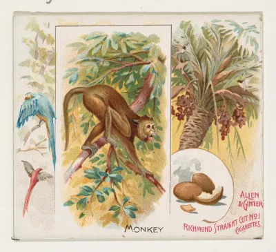Monkey, from Quadrupeds series (N41) for Allen & Ginter Cigarettes
