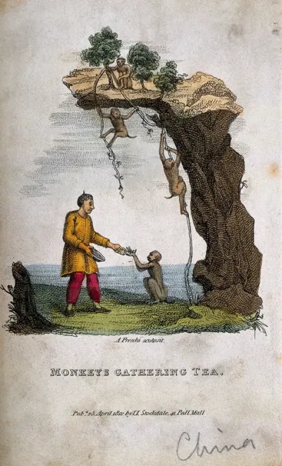 Monkeys gather tea leaves for a Chinese man waiting with a bowl