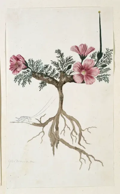 Monsonia multifidum E.Mey. ex Kunth (with an insect)