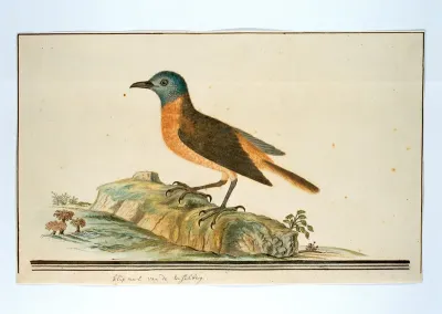 Monticola rupestris (Cape rock thrush)