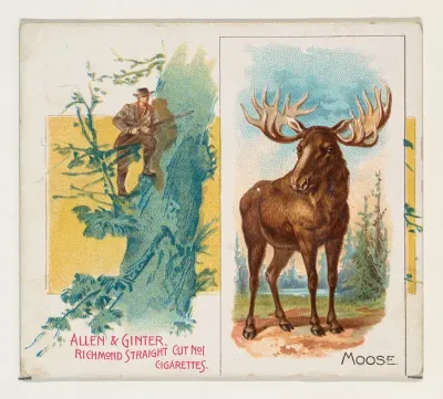 Moose, from Quadrupeds series (N41) for Allen & Ginter Cigarettes