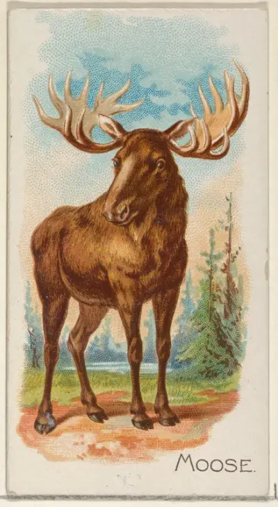 Moose, from the Quadrupeds series (N21) for Allen & Ginter Cigarettes