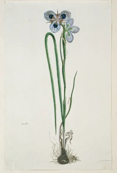 Moraea aristata (D. Delaroche) Aschers & Graebn.