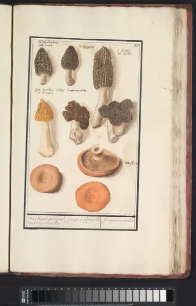Morieljes (Morchella)