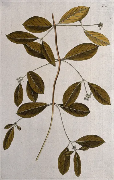 Morinda umbellata L.: flowering stem