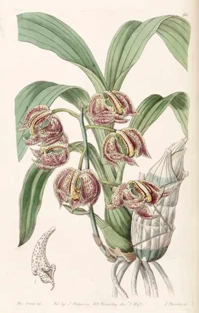 Mormodes Aromatica