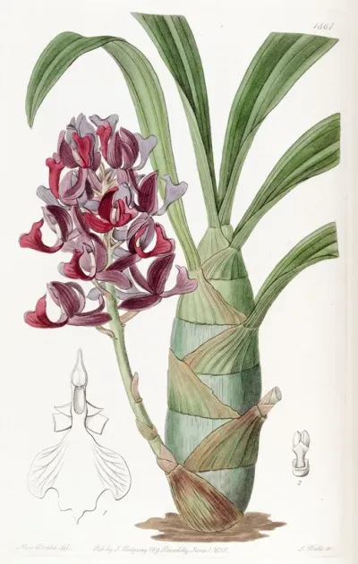 Mormodes atropurpurea