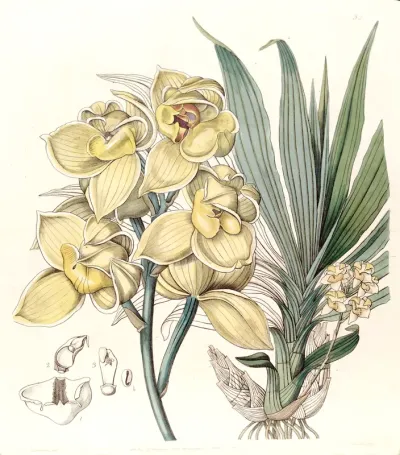 Mormodes Luxata (as Mormodes Luxatum)