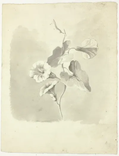 Morning Glories