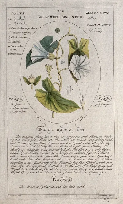 Morning glory (Ipomoea purpurea (L.) Roth.): flowering stem with separate floral segments and a description of the plant and its medicinal uses