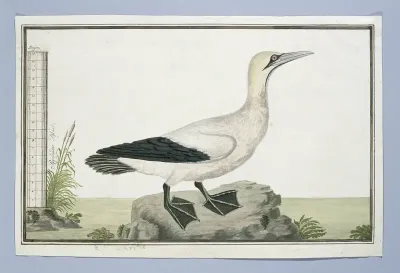 Morus capensis (Cape gannet)