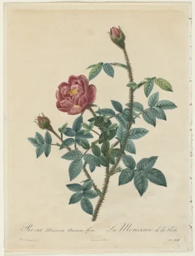 Moss Rose