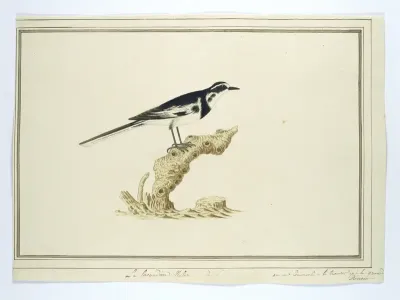 Motacilla aguimp (Afrikaanse bonte kwikstaart)
