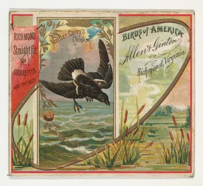Mother Carey's Chicken, from the Birds of America series (N37) for Allen & Ginter Cigarettes