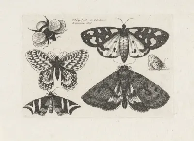 Motten, vlinders en een hommel