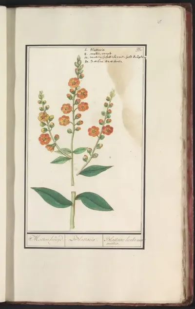 Mottenkruid (Verbascum blattaria)