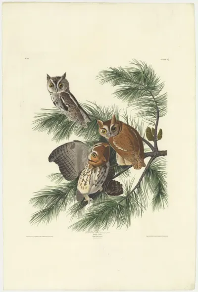 Mottled Owl