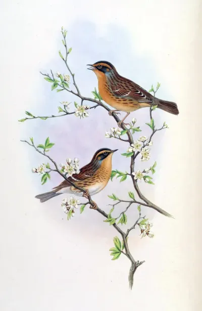 Mountain Accentor