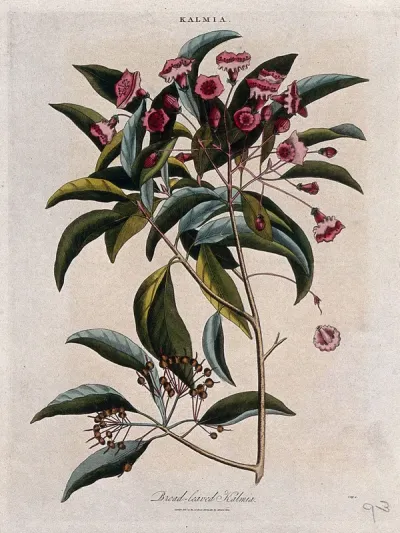 Mountain laurel or calico bush (Kalmia latifolia): flowering stem