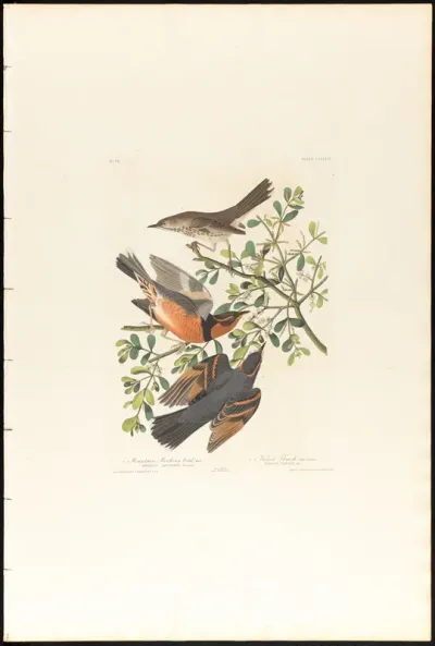 Mountain Mocking bird and Varied Thrush