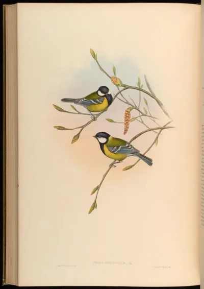 Mountain-Tit