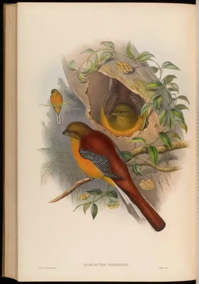 Mountain Trogon