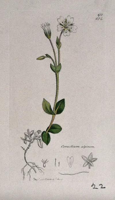 Mouse-ear (Cerastium alpinum): flowering stem and floral segments