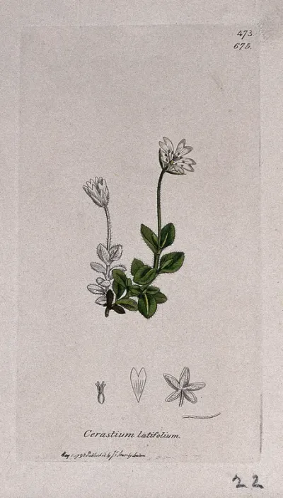 Mouse-ear (Cerastium latifolium): flowering stem and floral segments