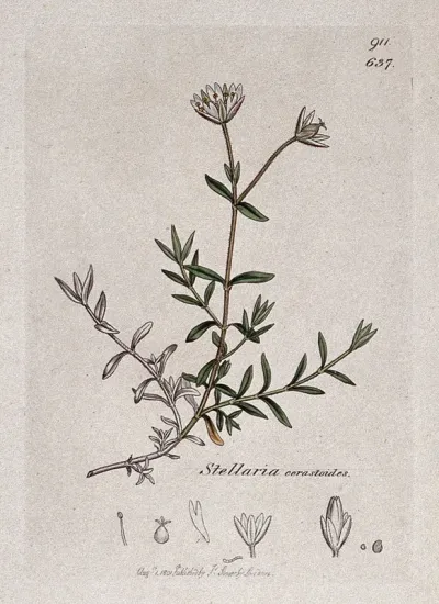 Mouse-ear (Cerastium species): flowering stem and floral segments