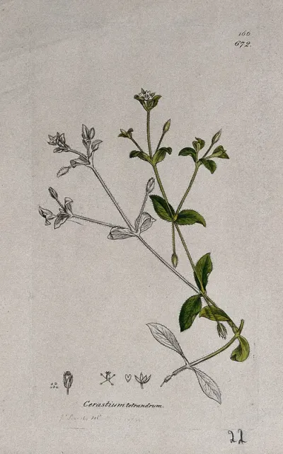 Mouse-ear (Cerastium tetrandrum): flowering stem and floral segments
