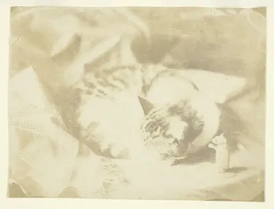 Mrs. Craik's Cat