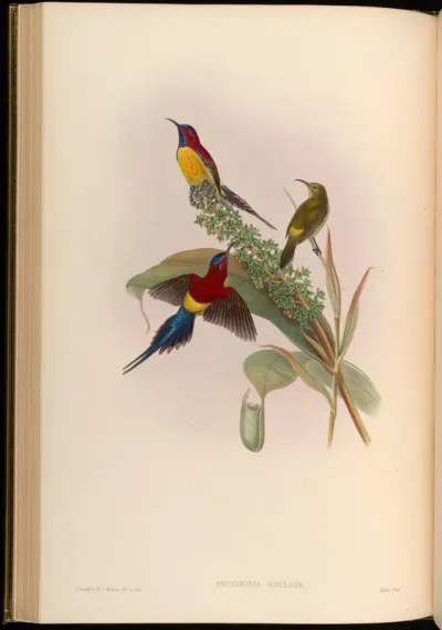 Mrs. Gould's Sun-bird