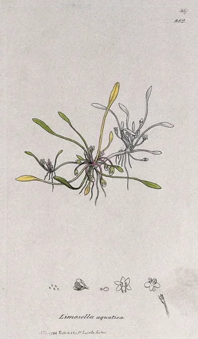 Mudwort (Limosella aquatica): flowering plant and floral segments
