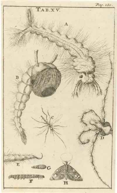 Muggen XV