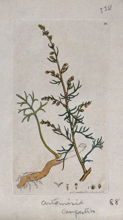 Mugwort (Artemisia campestris): flowering stem, leaves, roots and floral segments