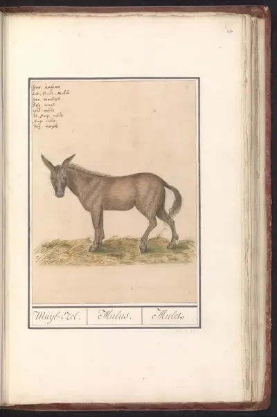 Muilezel (Equus mulus)