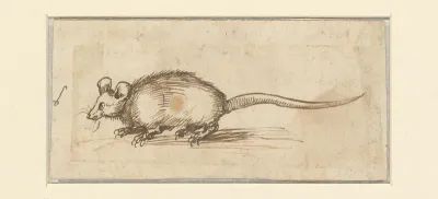 Muis